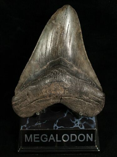 Megalodon Tooth - Morgan River, SC #6661